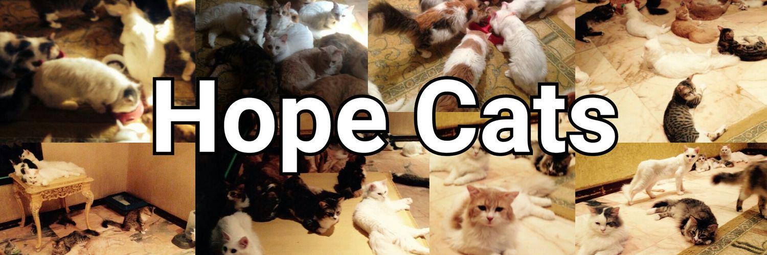 قطط هوب banner