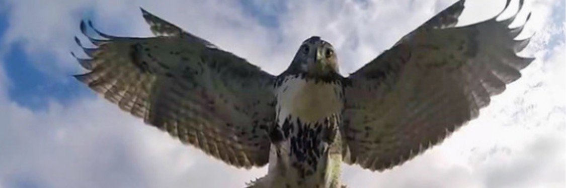NooriFalcon's profile banner image