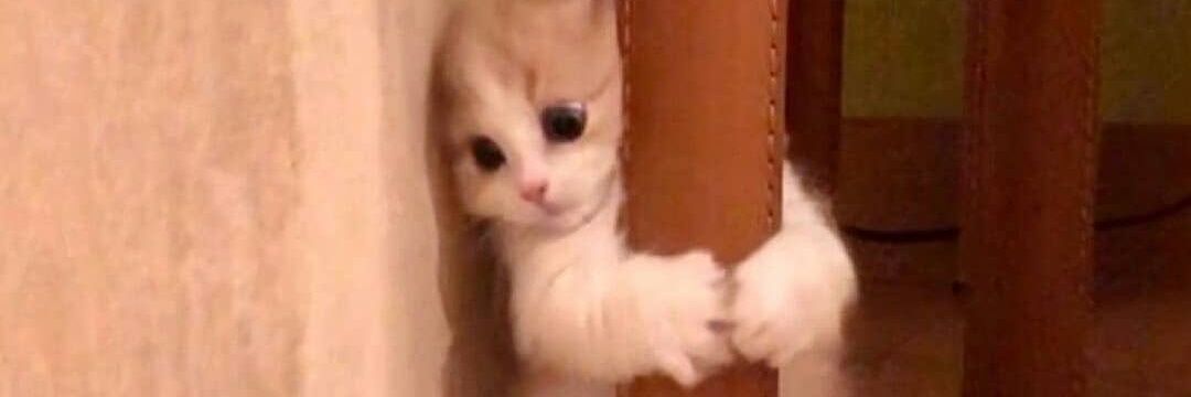 Specialsjenny banner