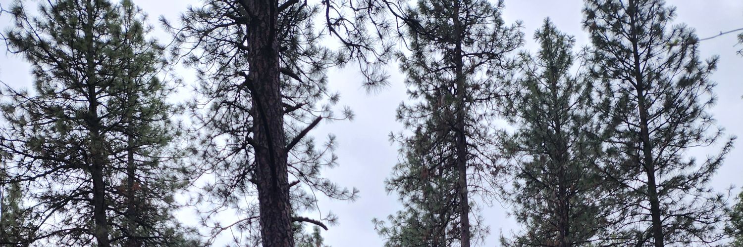 changintides's profile banner image