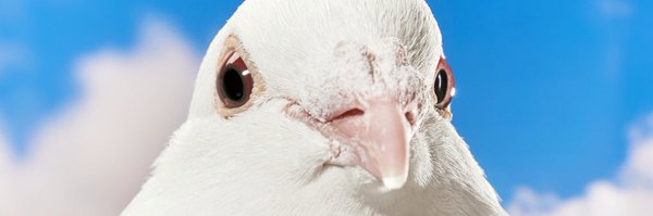 gunnarisme Profile Banner