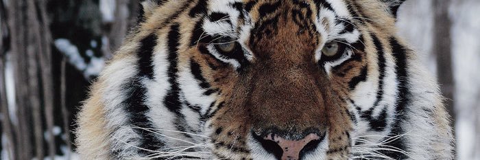 CheweeRev's profile banner image
