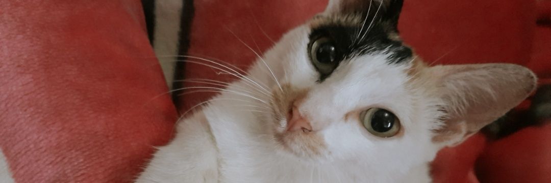 velvelyaaa's profile banner image
