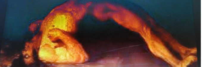 miri wood's banner