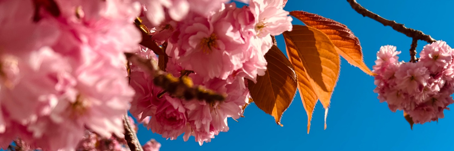 AnnParry's profile banner image