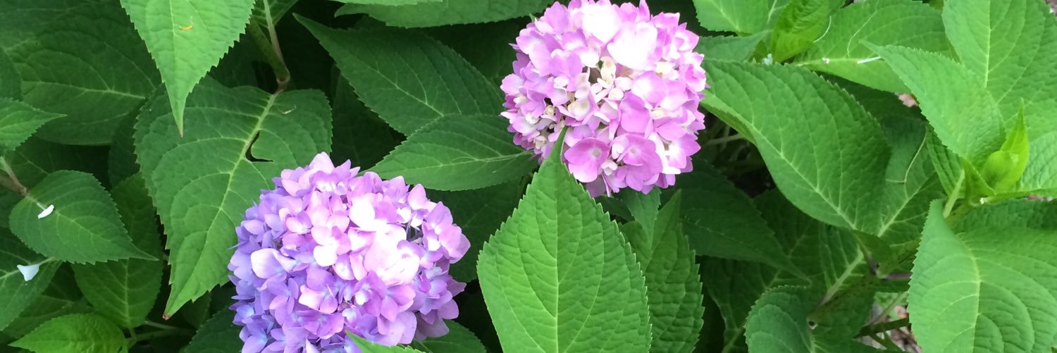 EdMatlashewski's profile banner image