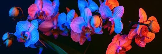 MissKayleeMarie's profile banner image