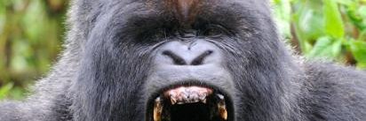 Bluenose Silverback banner