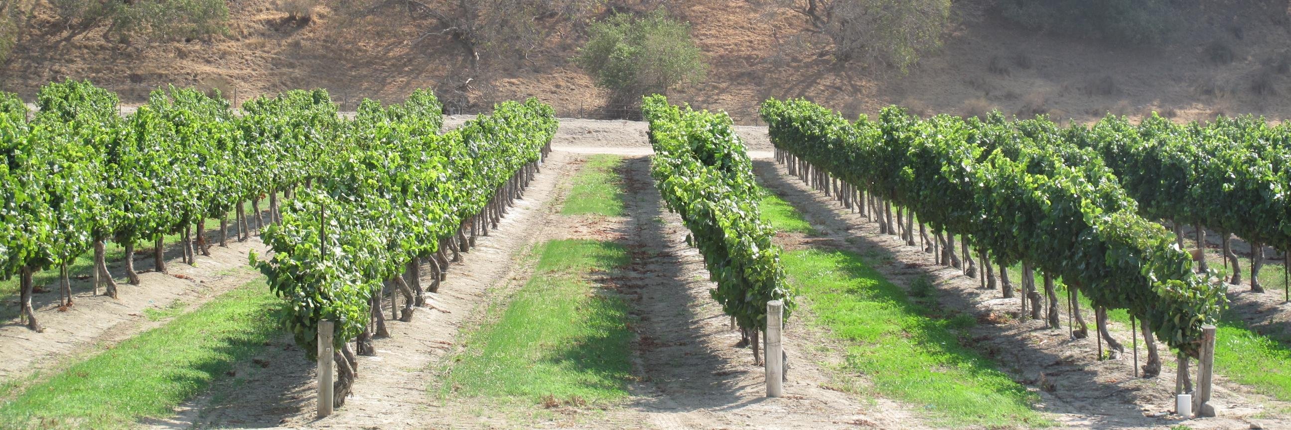 Michael Thomas banner