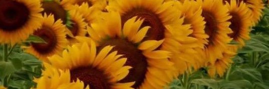 catherinedodd's profile banner image