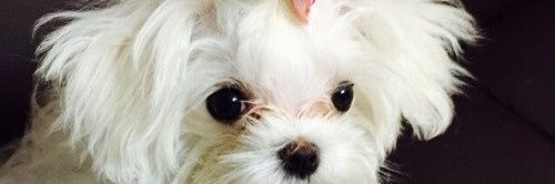 STLMKT's profile banner image
