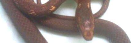 ReptilsR's profile banner image