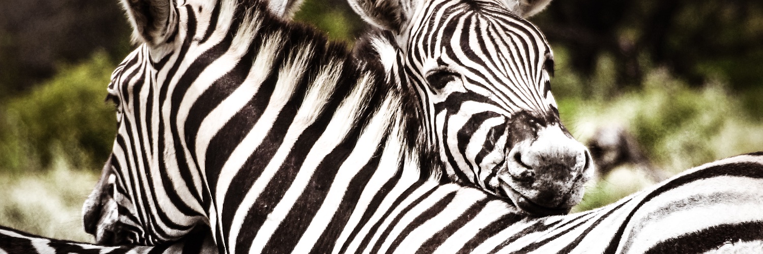 Susan_Ks's profile banner image
