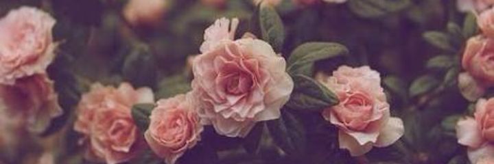 marthamontero_'s profile banner image