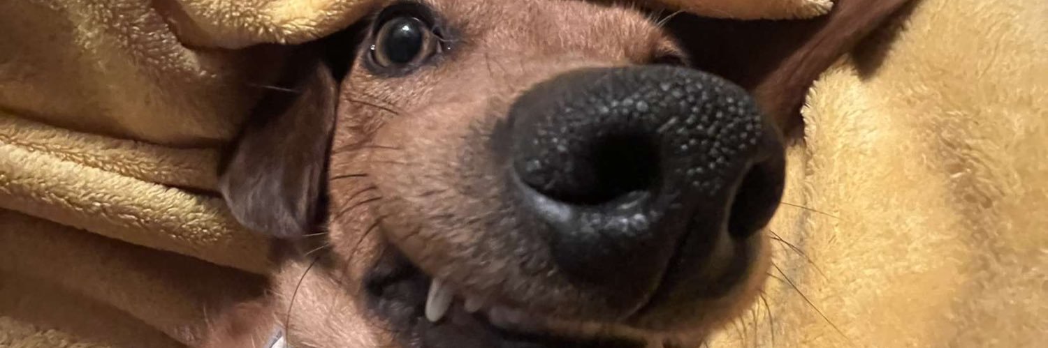 BiggsDani's profile banner image