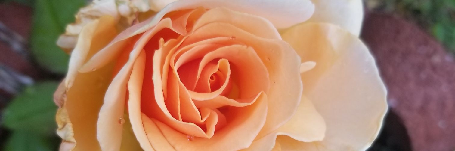 royalbert48's profile banner image