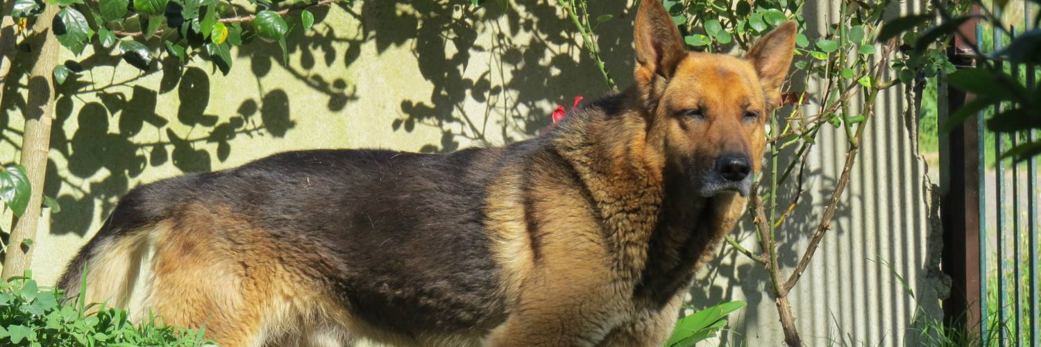 Rex_TheShepherd's profile banner image