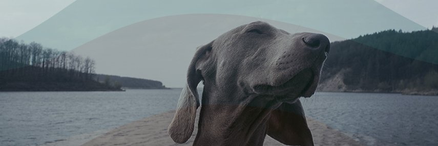Resting Waters banner