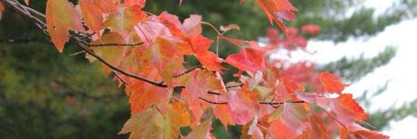 RedLeafMusic Profile Banner