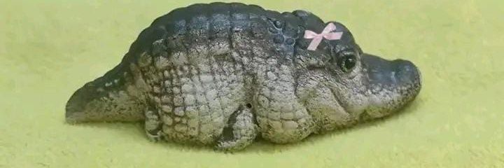 pmburu pordria banner