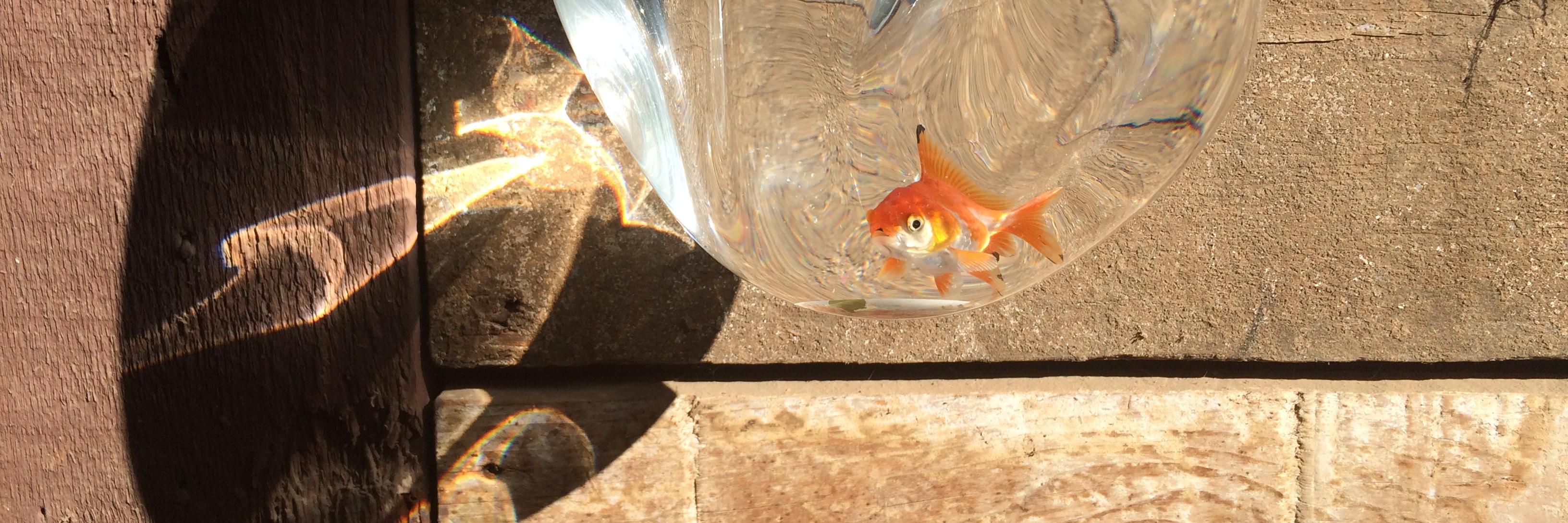 Elizabeth Skadden banner