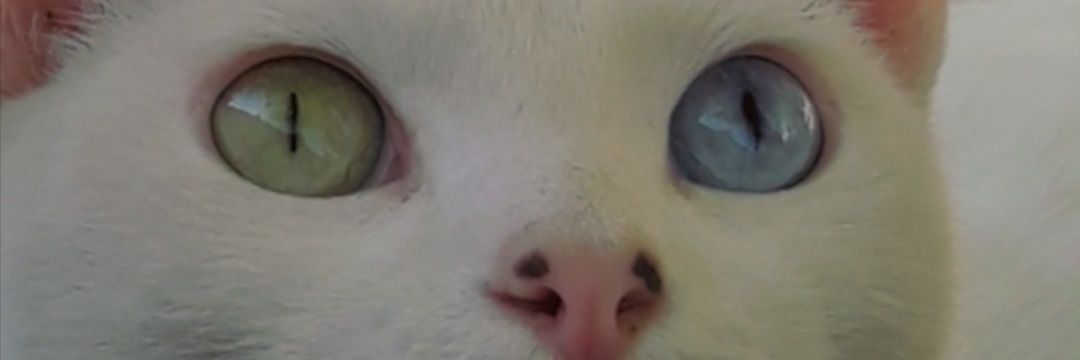 PaoLiRL's profile banner image