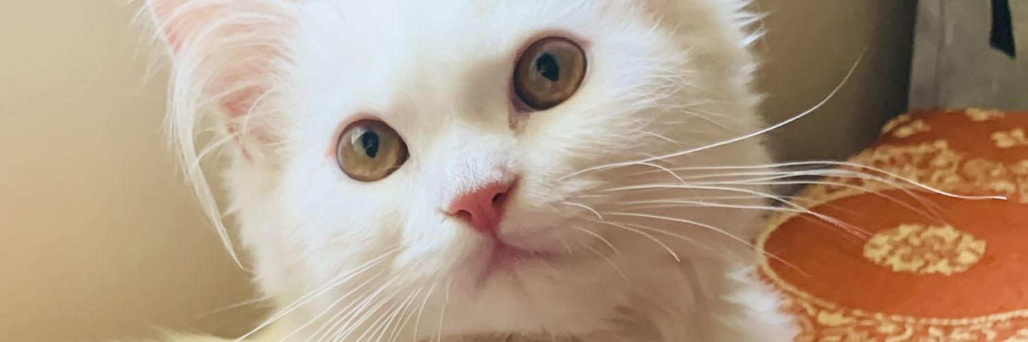 cooper_simran's profile banner image