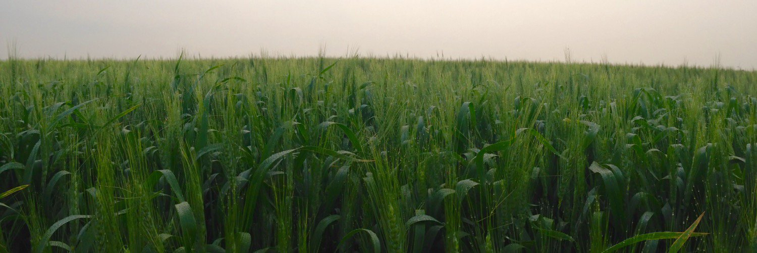 Remillard Seed Farm banner