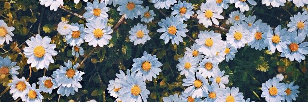 1_B_Percent's profile banner image