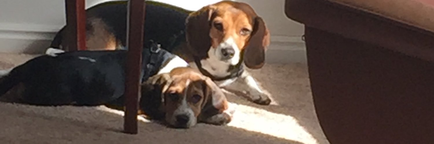 Kit Dragon 🐲 banner