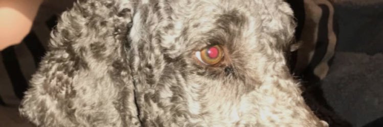 KorPal13's profile banner image