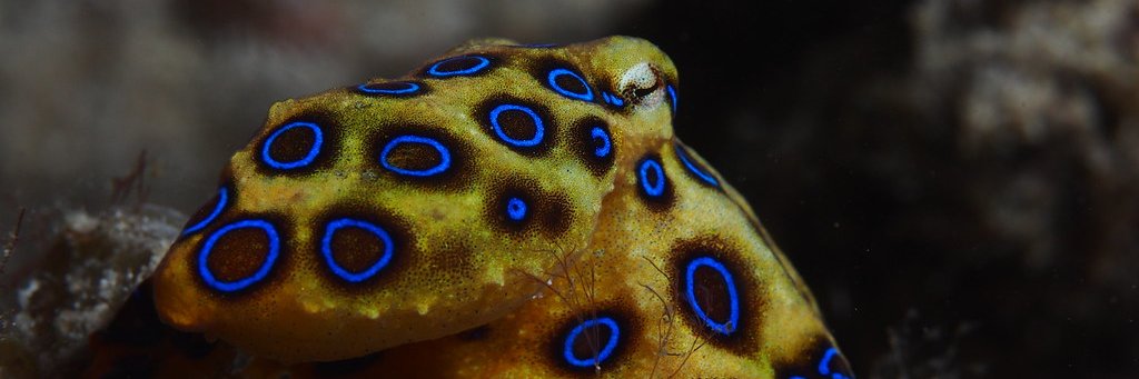 cephtek's profile banner image