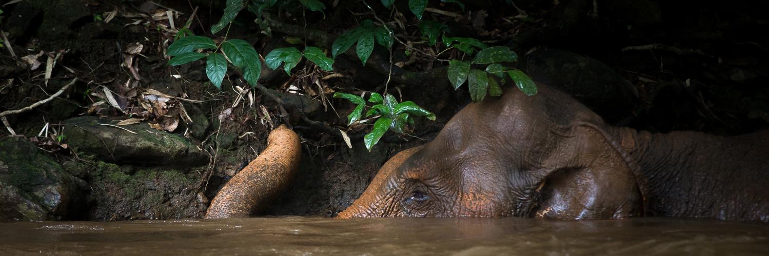 Mondulkiri Project banner