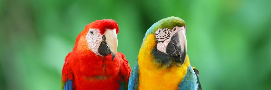 vogeljongen's profile banner image