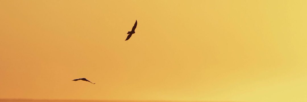 طارق العريدي banner