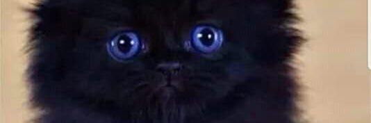 _kittyWoman's profile banner image