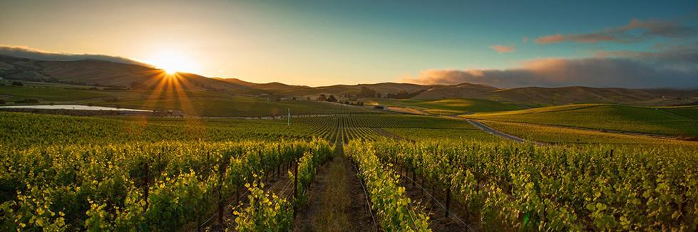 winedinemore's profile banner image