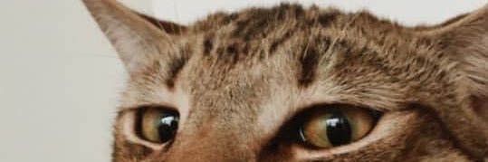 christinearra's profile banner image