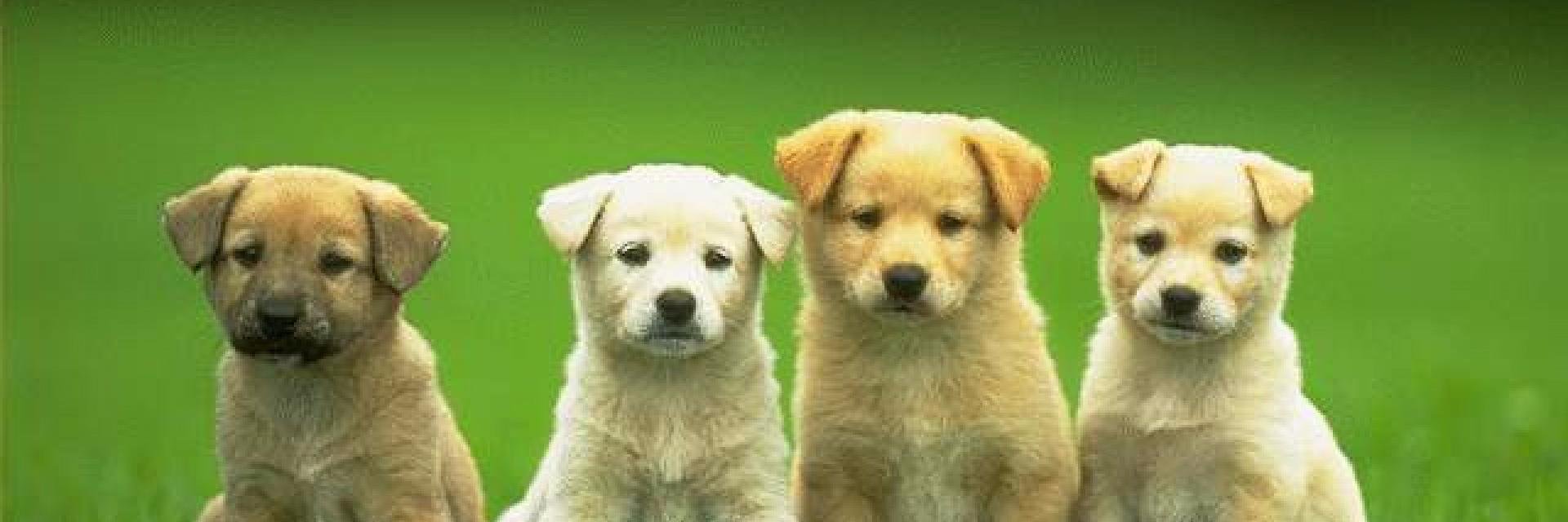 Cuteness4Days's profile banner image