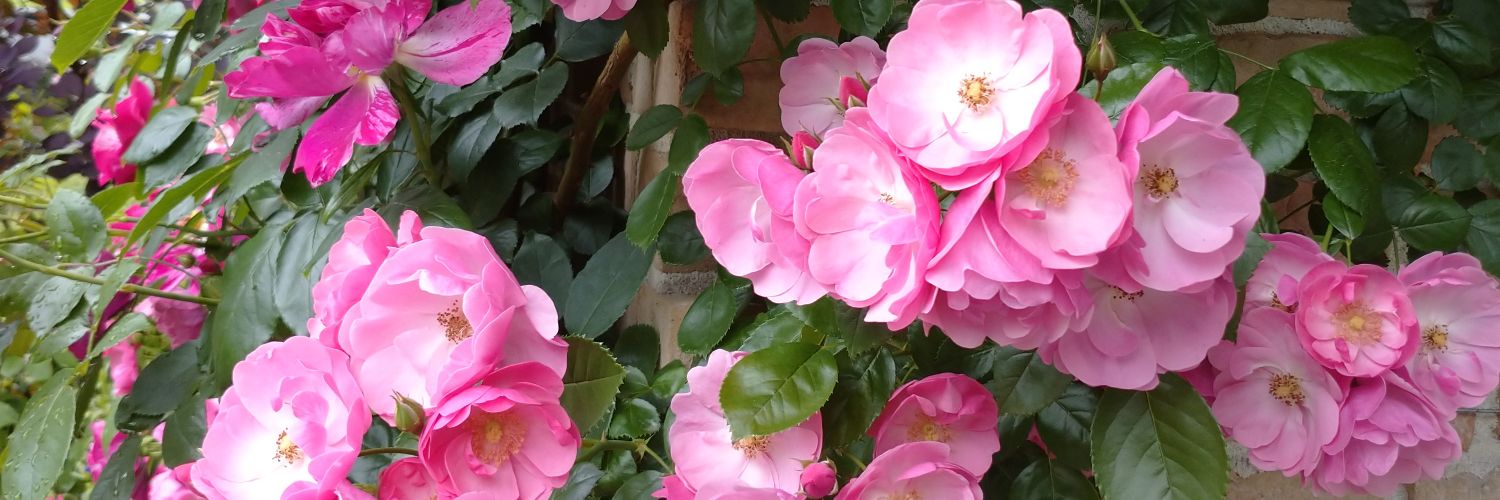 irisrose_777's profile banner image