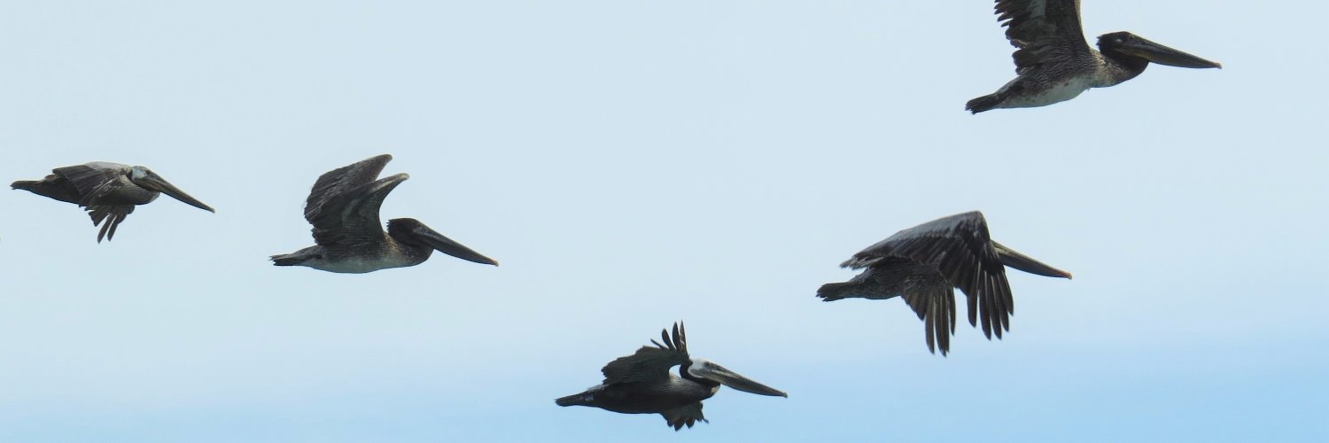 Eti Ben Simon banner