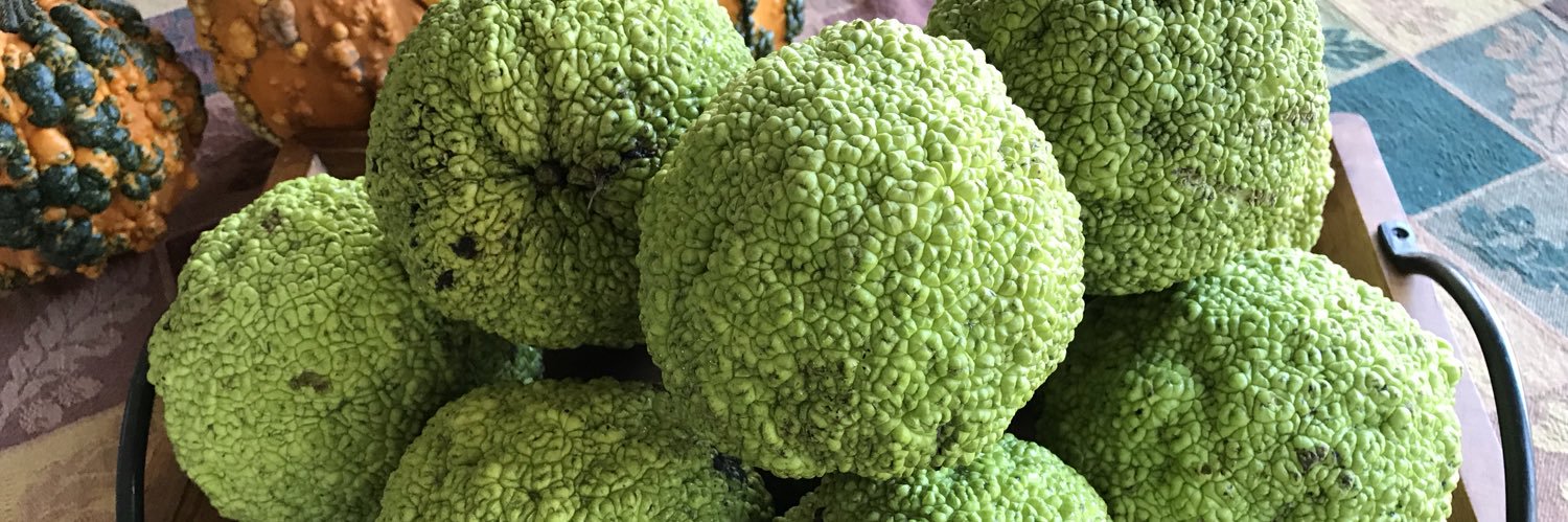 PlantSync's profile banner image