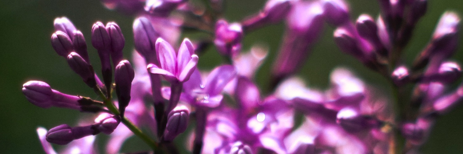 _Skylar_Joseph_'s profile banner image