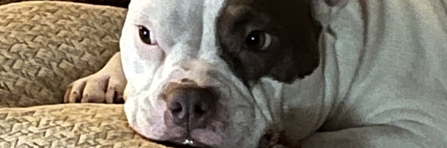 rekrappaige's profile banner image