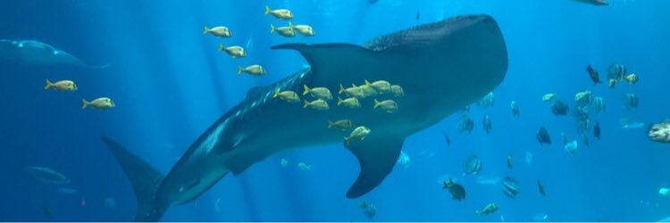 Sarah Luongo, PhD banner