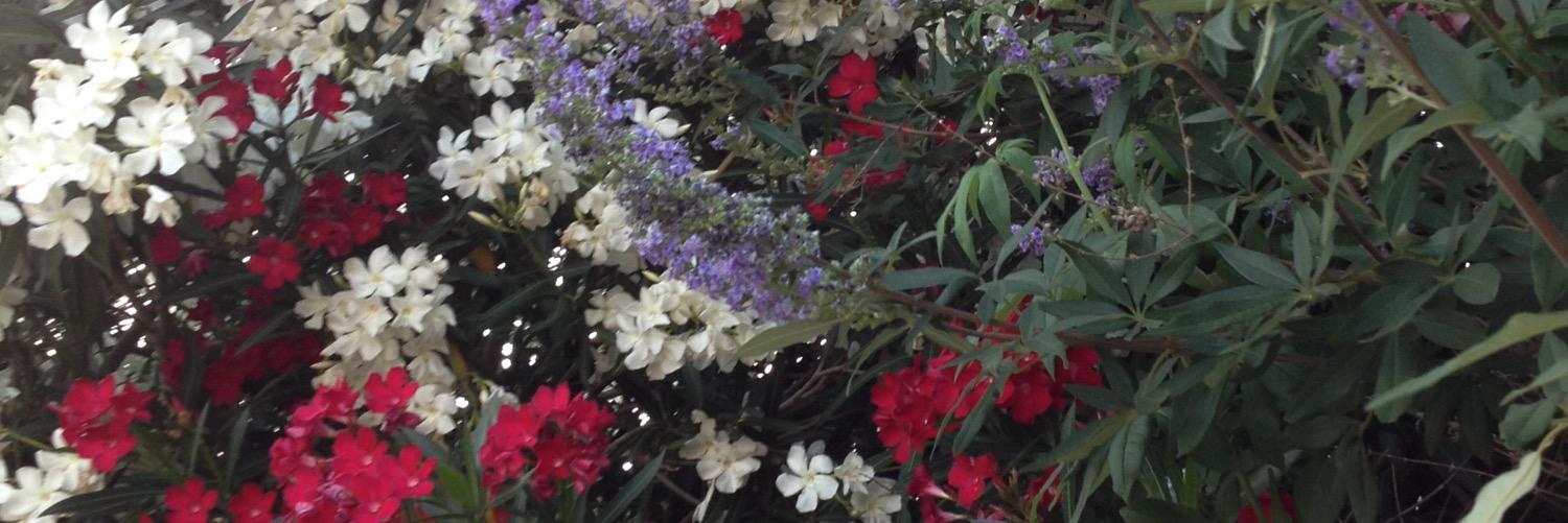 lilpicassobabe's profile banner image
