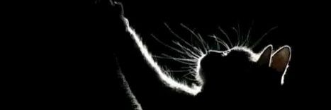 alifouro's profile banner image