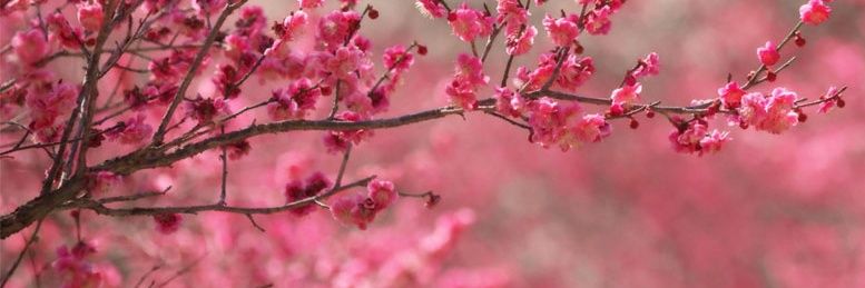 nahid_ab98's profile banner image