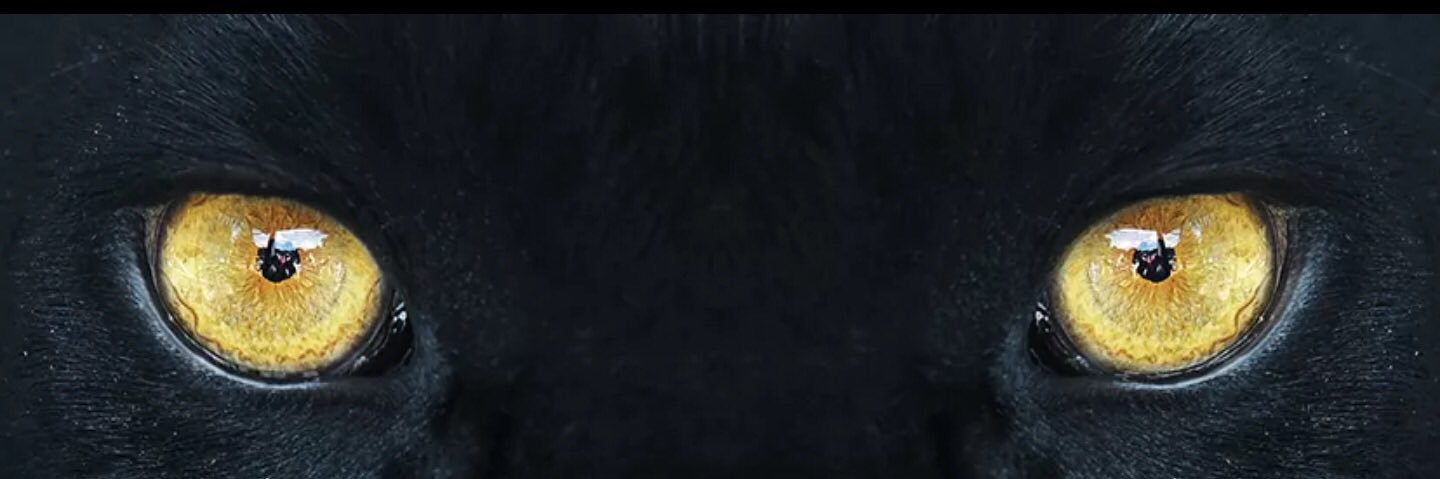QutybaD's profile banner image