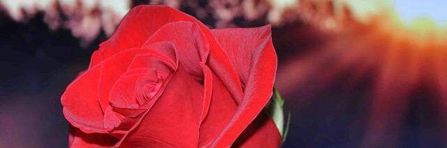 Allison2993's profile banner image